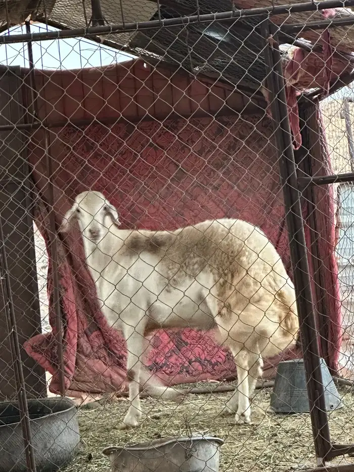 خروف جرم 7