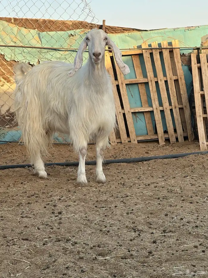 عنز مصريه حليب ديس مركن 2