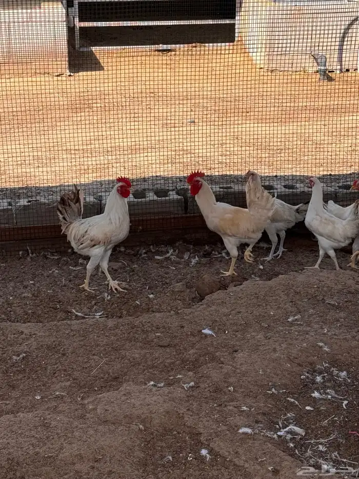 ديوك فقط للبيع 2