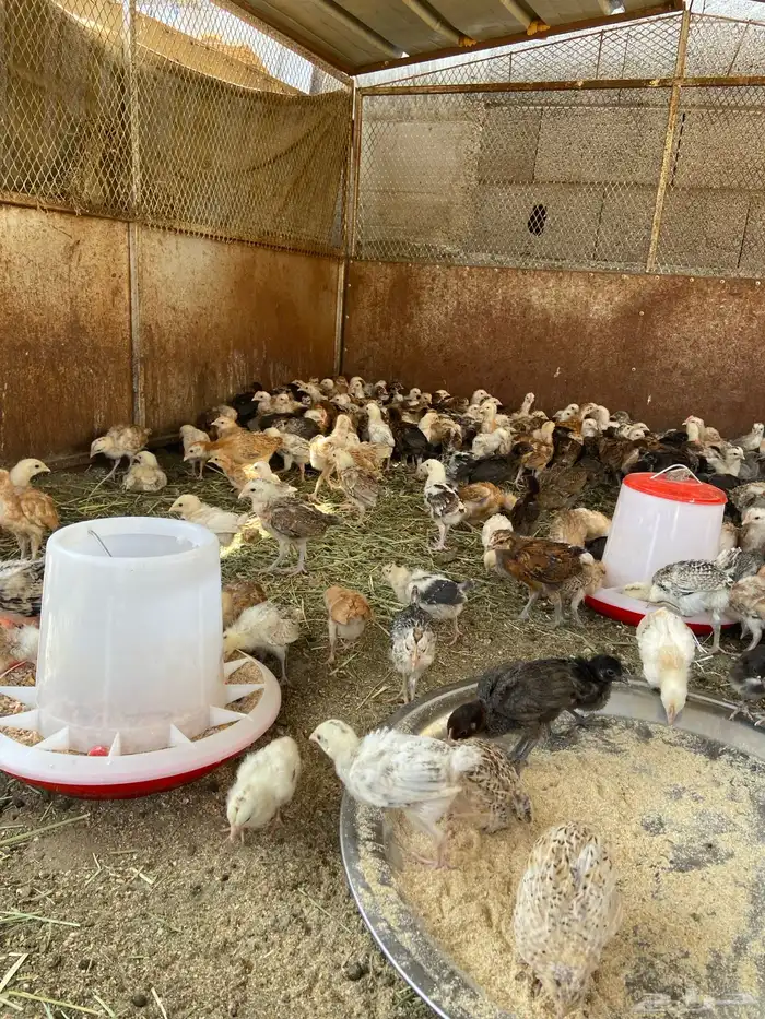 إعلان اليوم صيصان محصنه جميع تحصينات اقل من 5 ريال مانظرلها 4