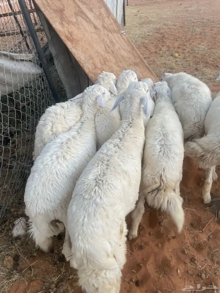 حريات طيبه جدا 2