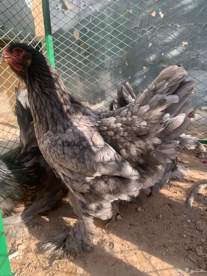 بشاير دجاج براهما 2