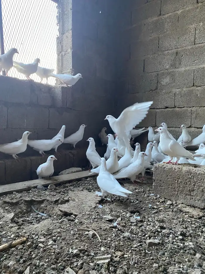 حمام فرنسي سوبر جانبو أزواج منتجه 1