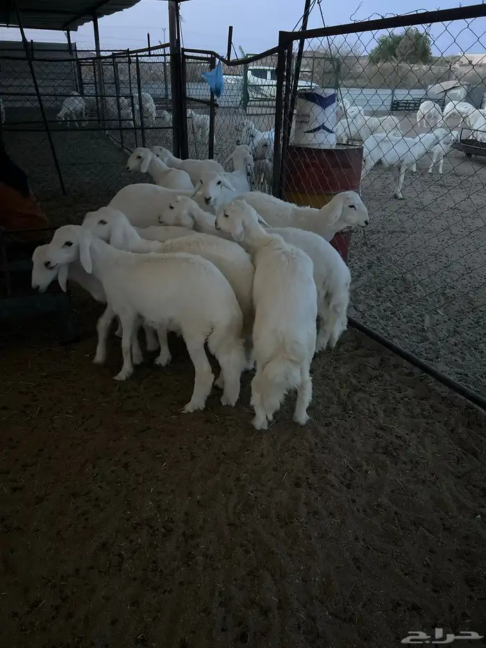 10 طليان للبيع 2
