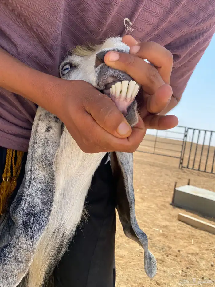 معزا البيع 18