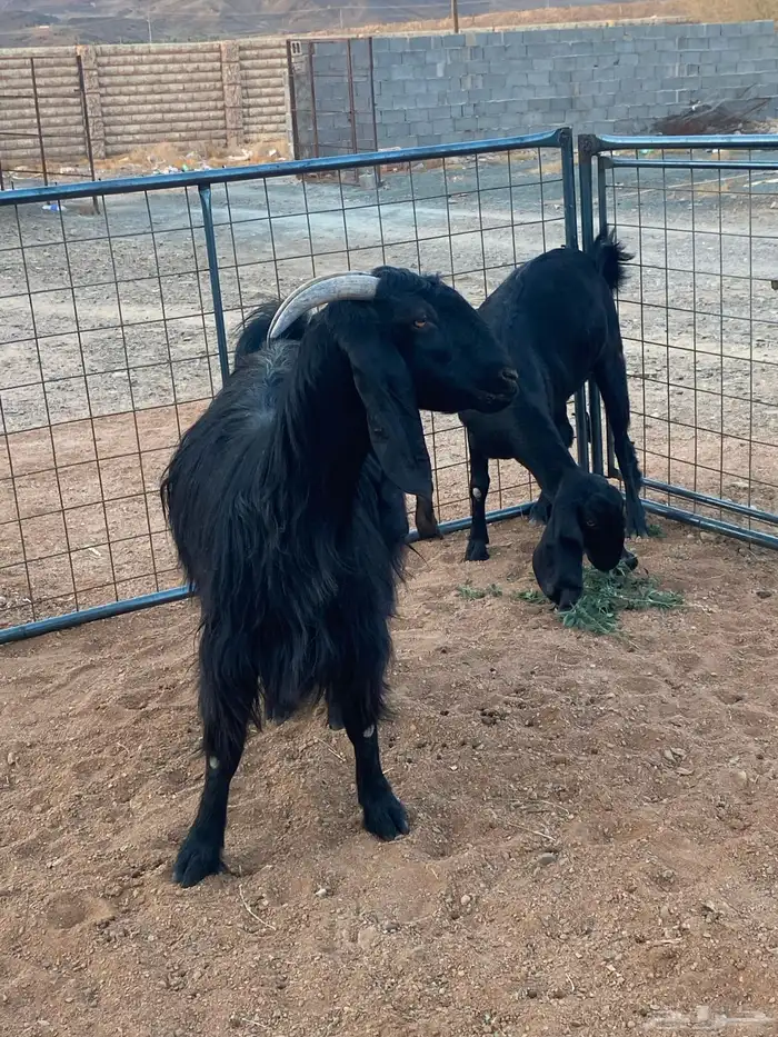 معزا مصريات تم البيع 18