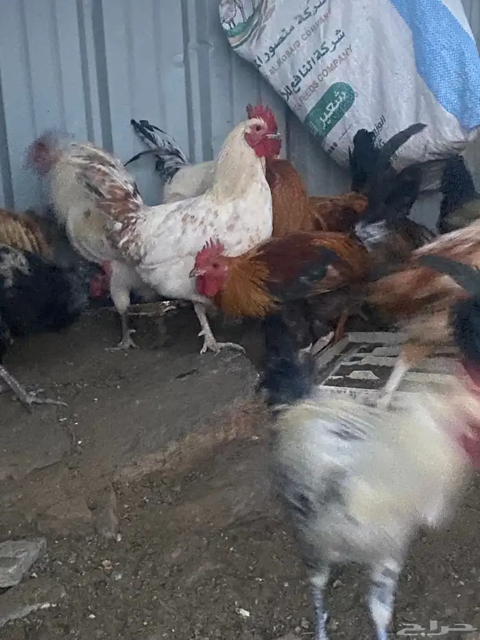 تم البيع 6