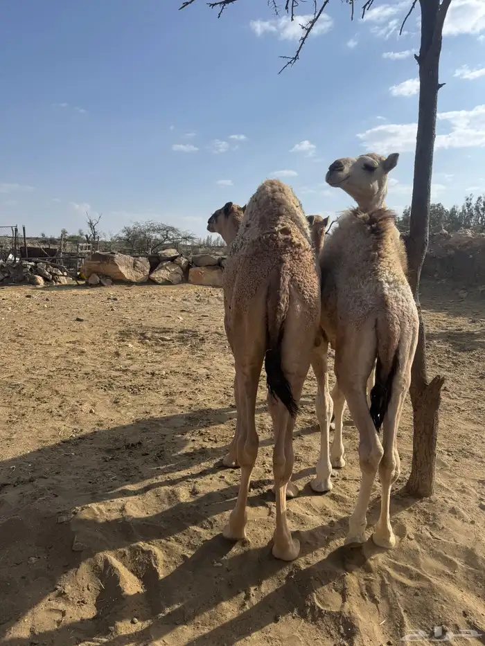 حشوان للبيع 8