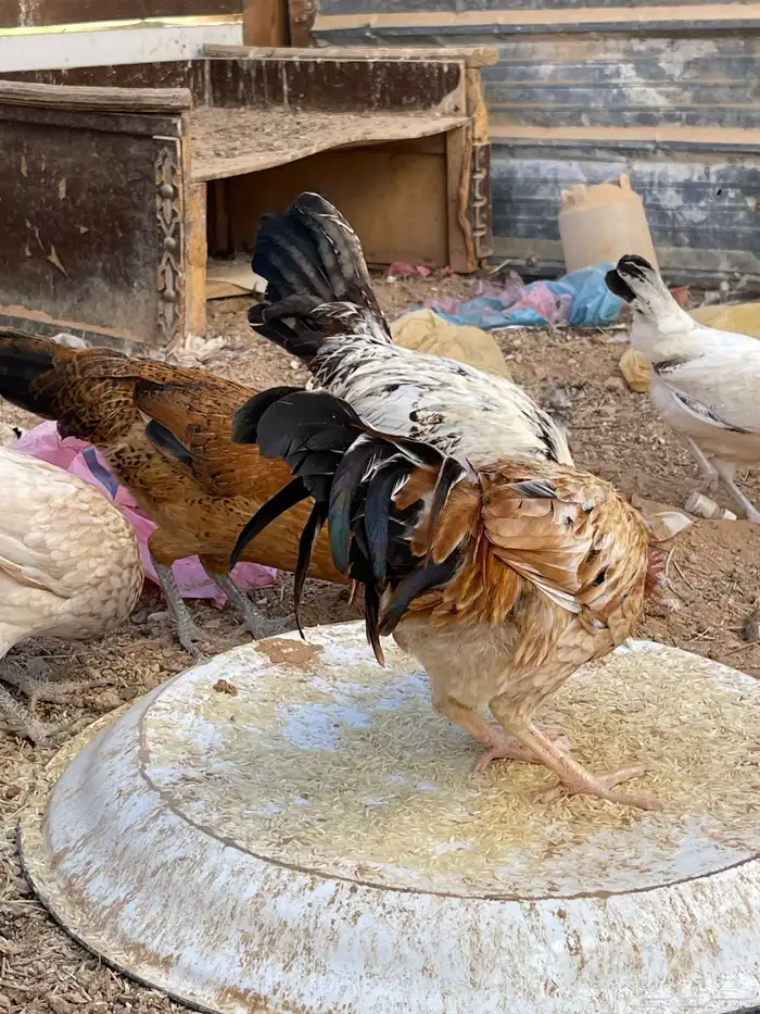 للبيع دجاج 3