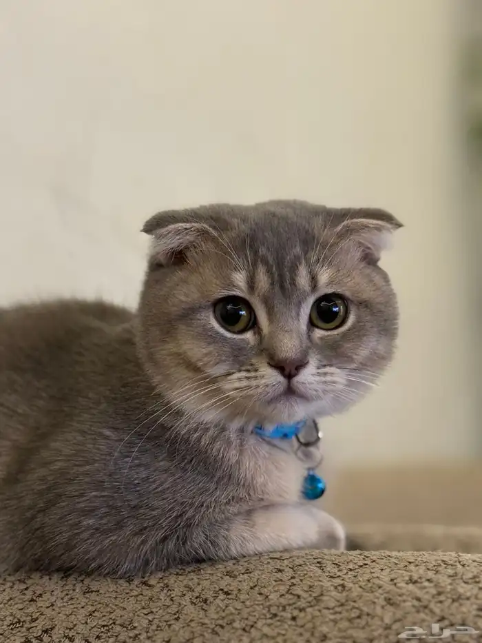 first class cats - قطط درجة أولى 1