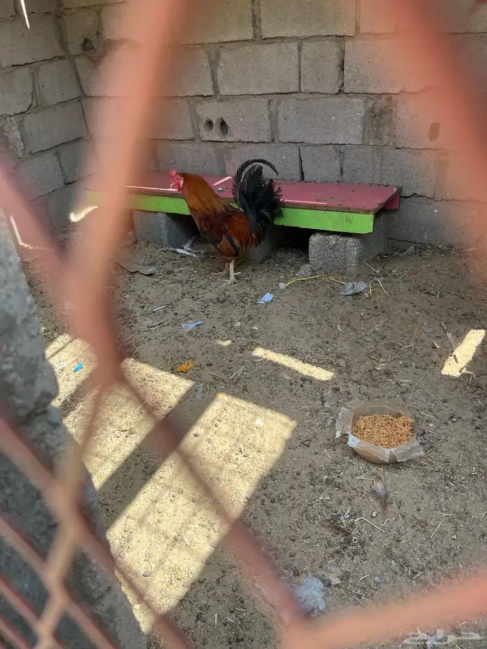 ديك بلدي 2
