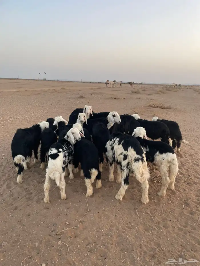 طليان نجد (( تم البيع )) 2