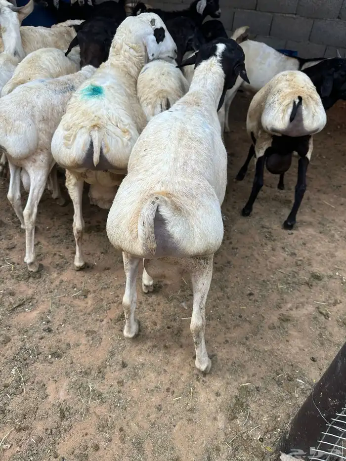 برابر مرابي طب وتخير السن جذع 10