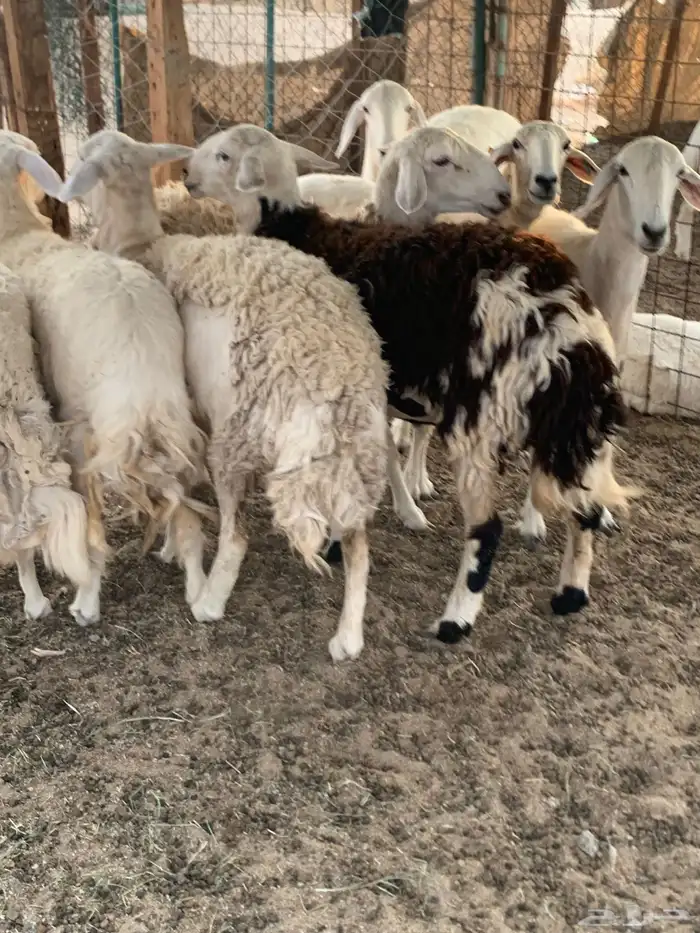 للبيع رخال حريات حرش مقاني 2