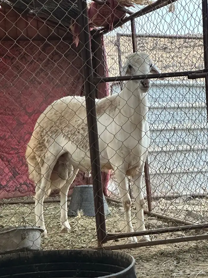 خروف جرم 1