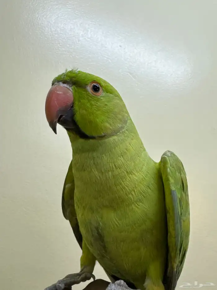 ببغاء درة اليف 2