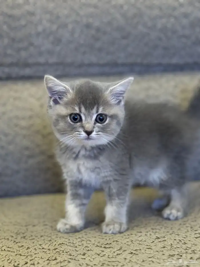 first class cats - قطط درجة أولى 3