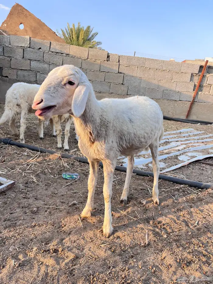 رخال 1