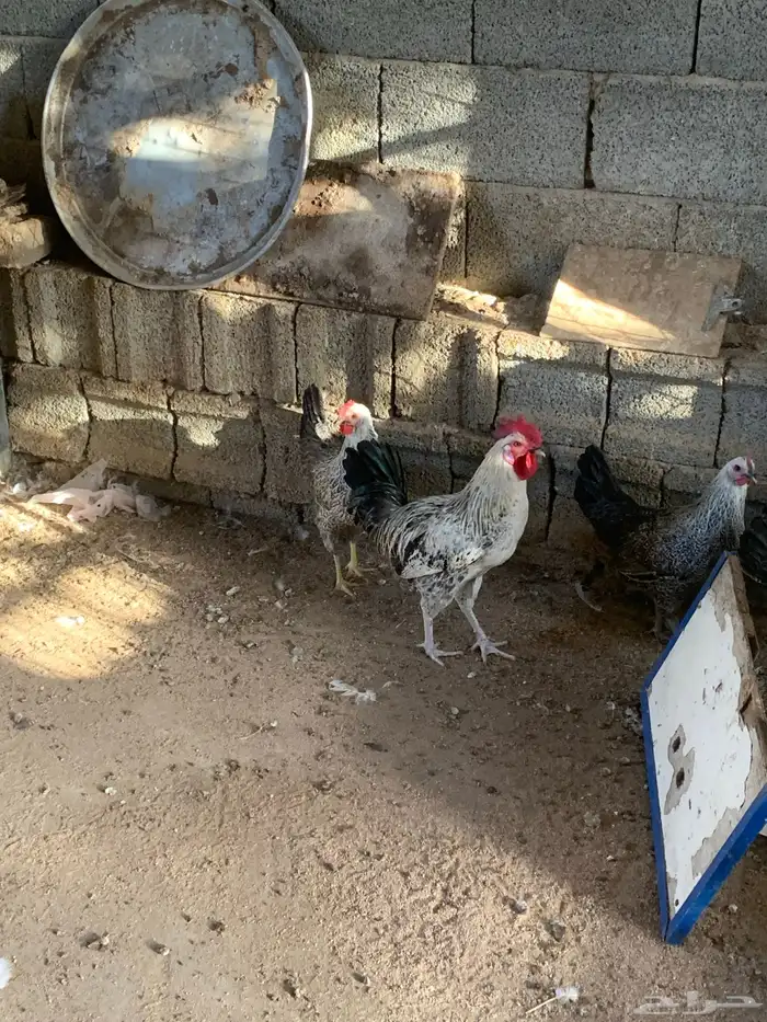 دجاج بلدي 2