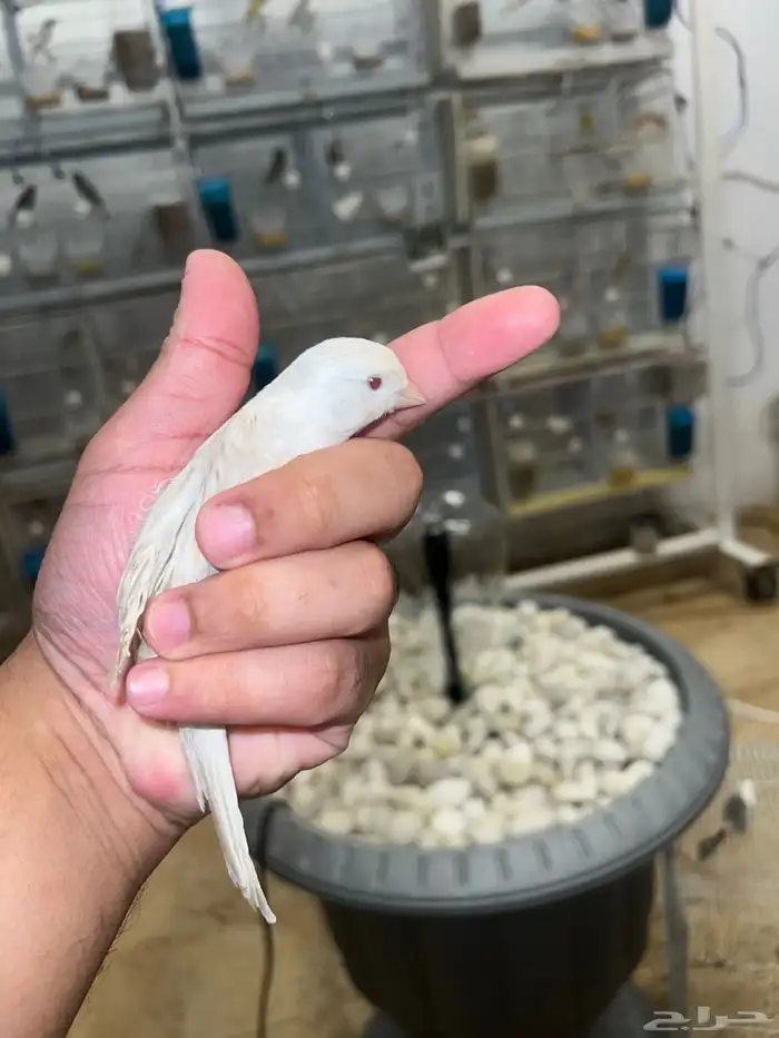 ذكر كناري ستنايت 1