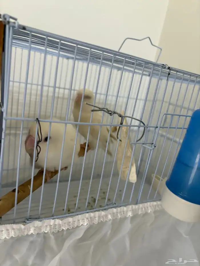 جوز روز البينو منتج تحته بيض (مكينه انتاج ماشاءالله) 1