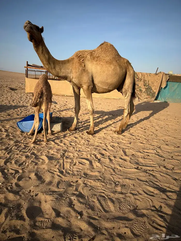 ناقه شماليه خلفيه 6