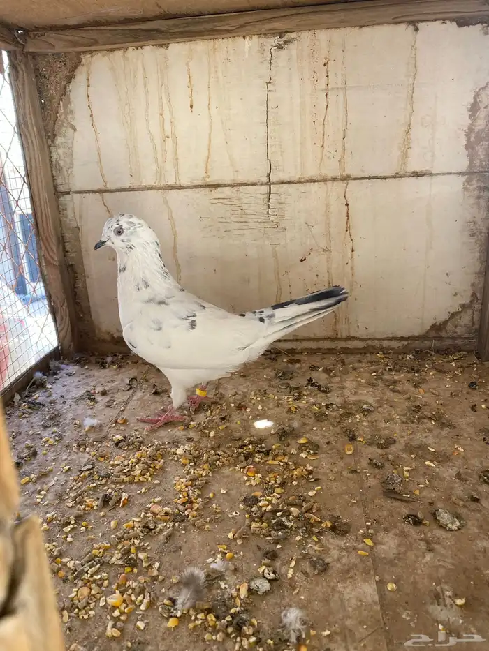 حمام ما شاء الله هندي باكستاني زاجل 3