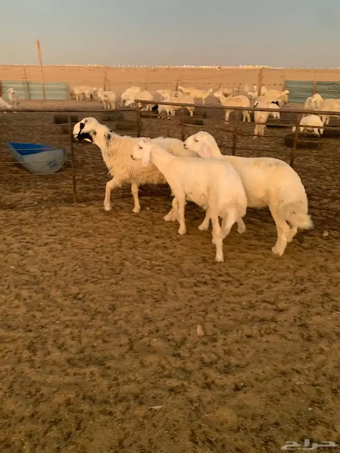 خرفان حريه طيبات تم البيع 0