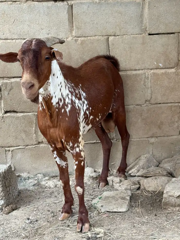 تيس اوشح فحل 2