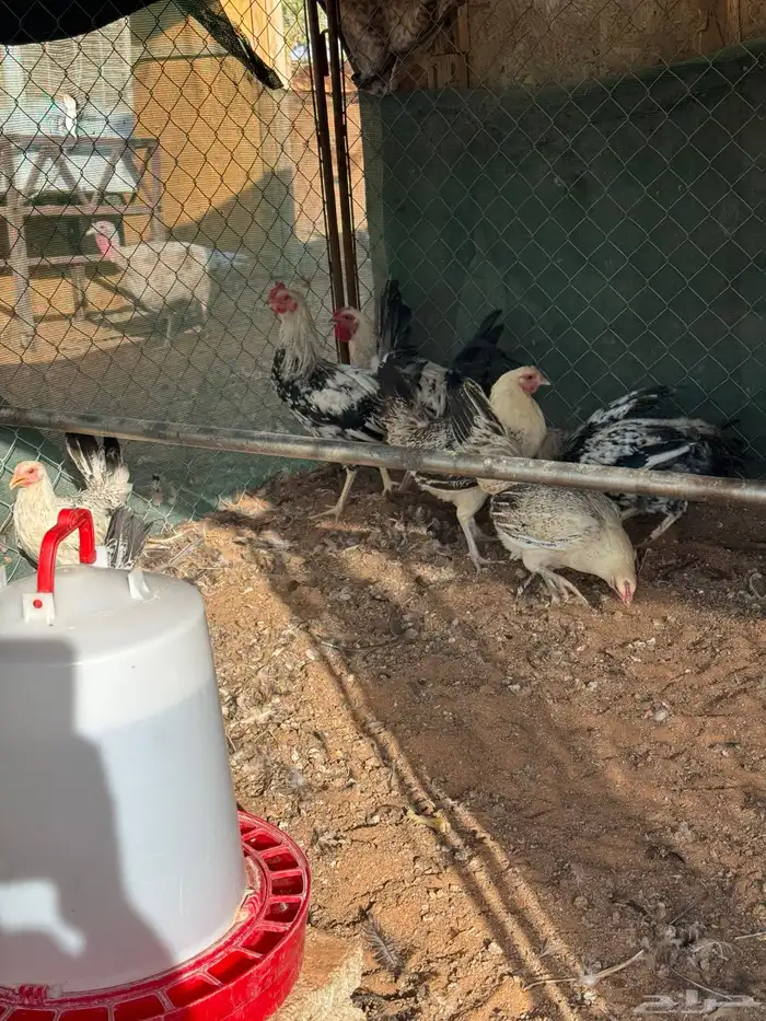 دجاج بياض 31