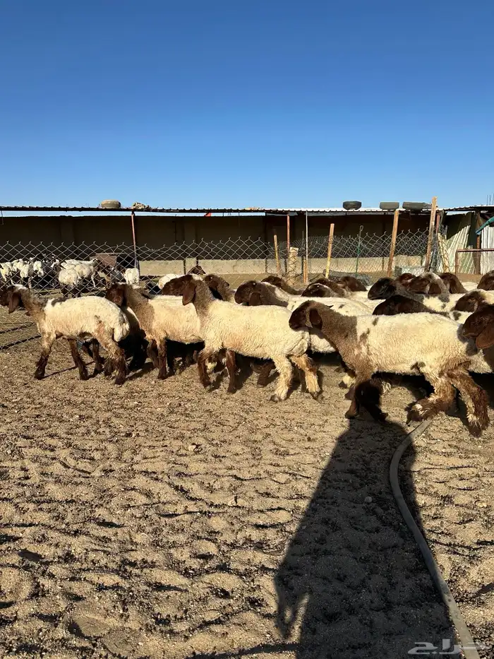 جذعات أنعيم صنف( تم البييع ) 8