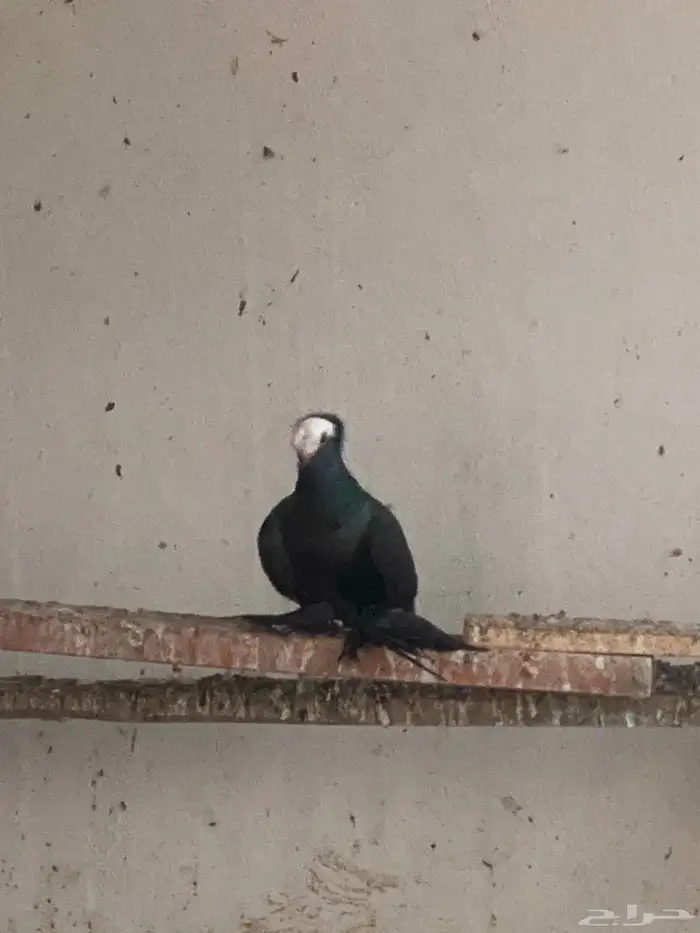 حمام للبيع مستعجل 6