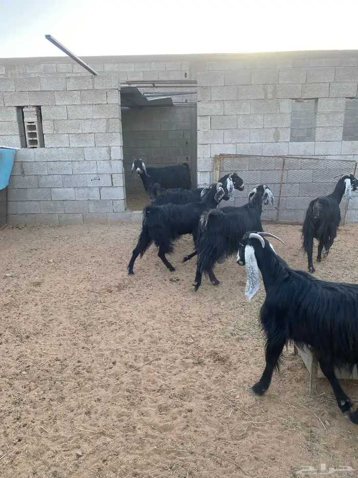 للبيع معزا طيبات وسلم 3