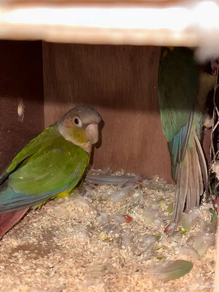 زوج كنيور مع فرخين تم البيع 3