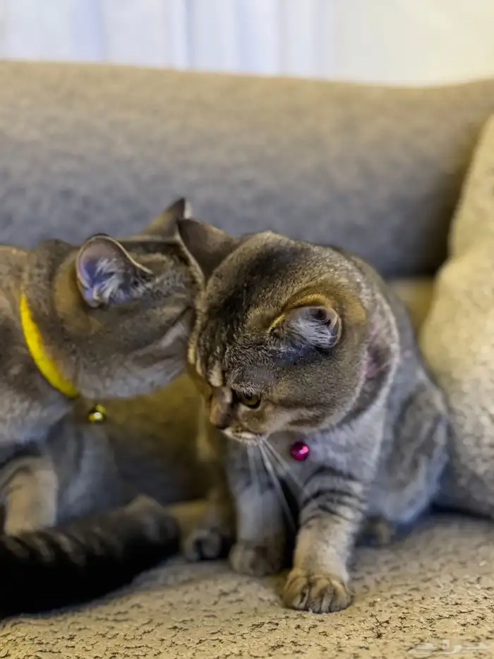 first class cats - قطط درجة أولى 6