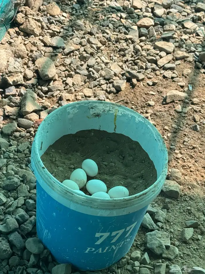 دجاج بلدي محايل عسير 8