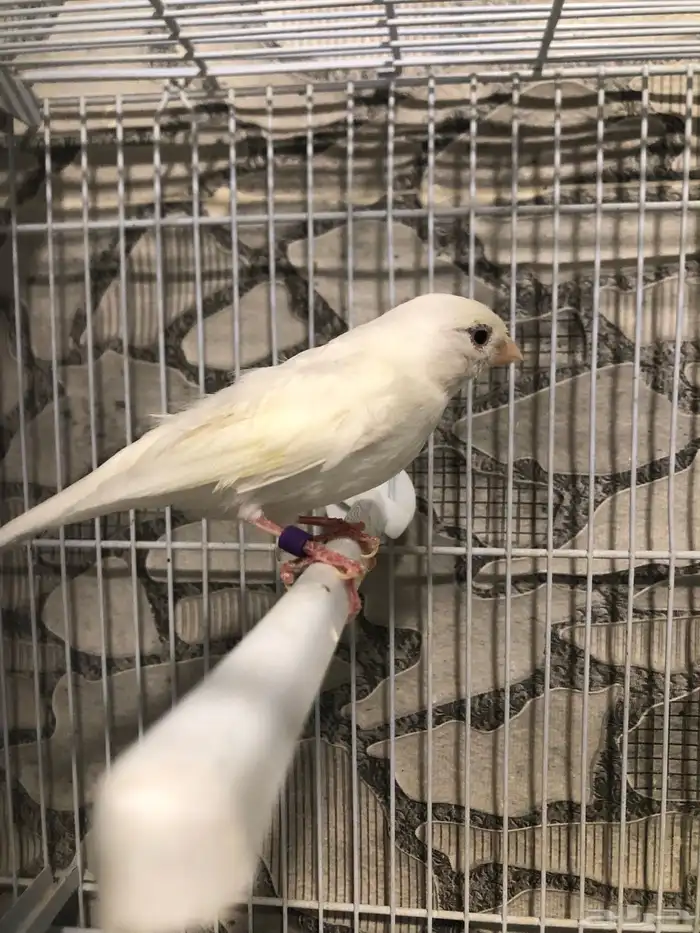 انثى كناري سوري منتجه (( تم البيع )) 2