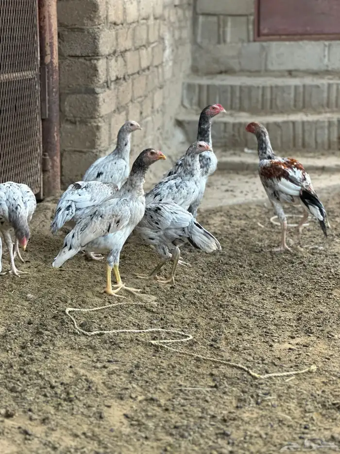 دجاج باكستاني صنف 2