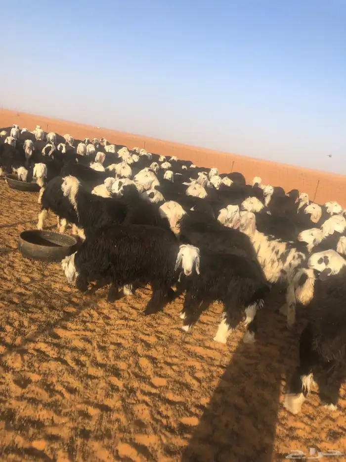 خرفان ورخال نجد للبيع 1