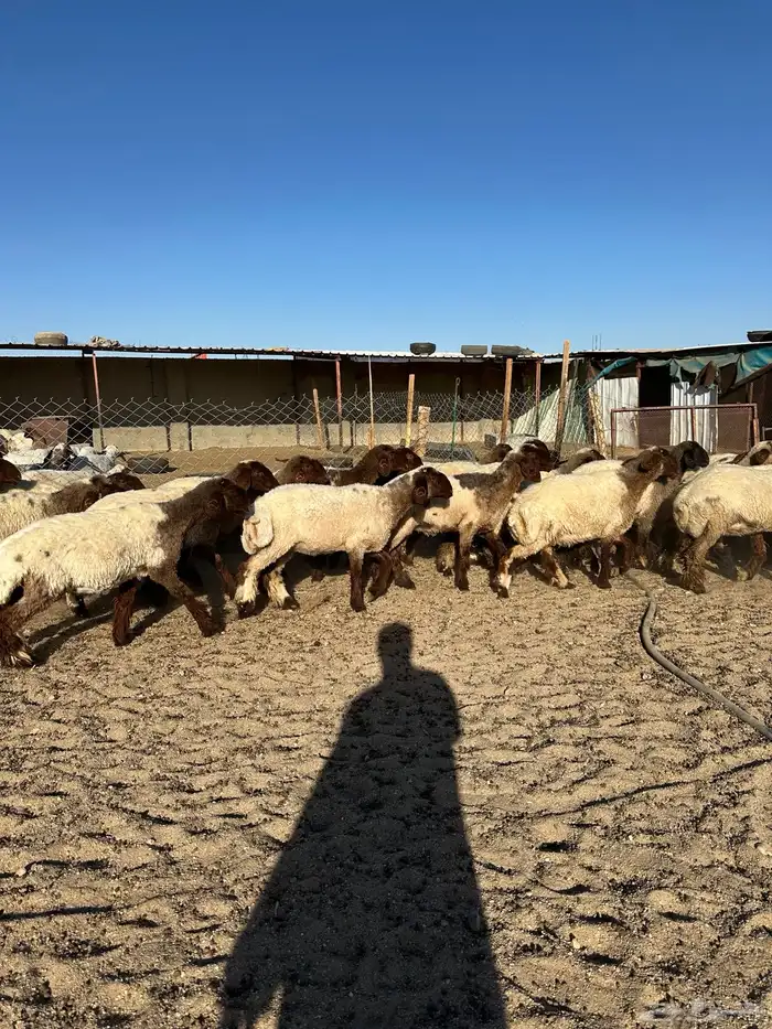 جذعات أنعيم صنف( تم البييع ) 5