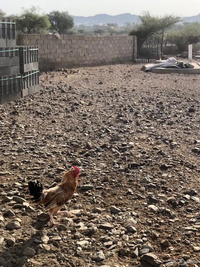 ديك باكستاني 1