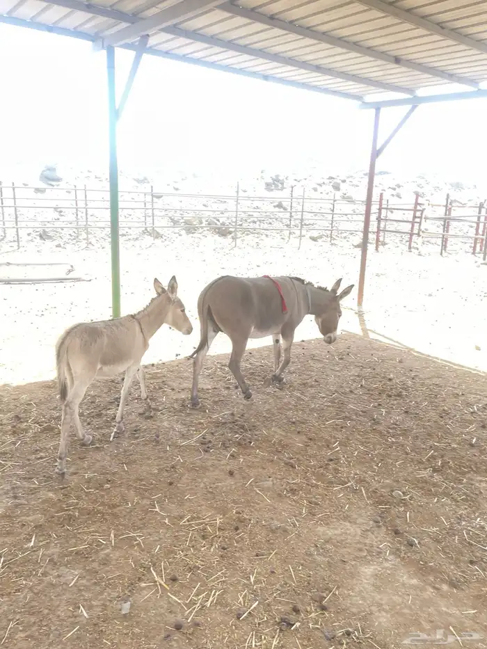 حماره انثاء مع ولده للبيع . 3