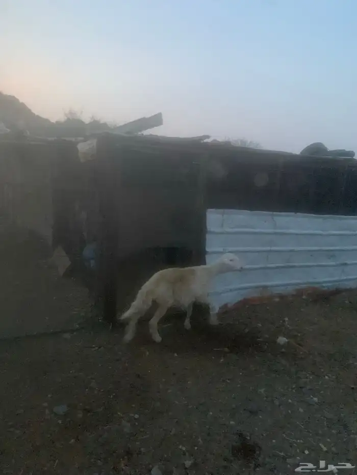 رخل جذعه مضرع 5