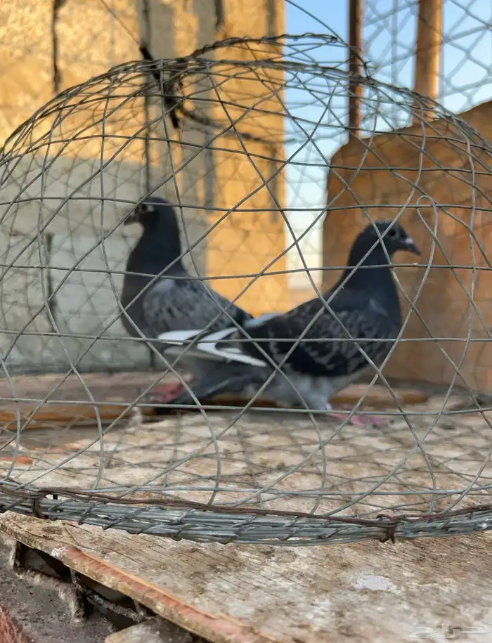 طبه زاجل سباق 2