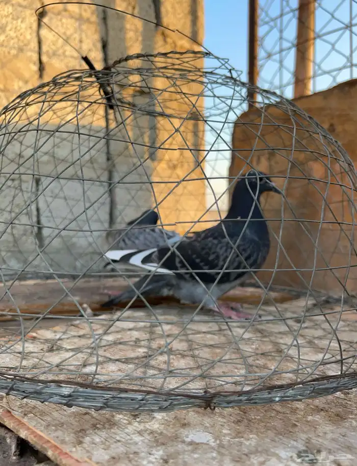 طبه زاجل سباق 4