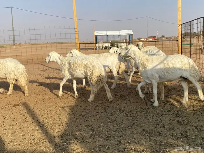 مراح غنم حريات 1