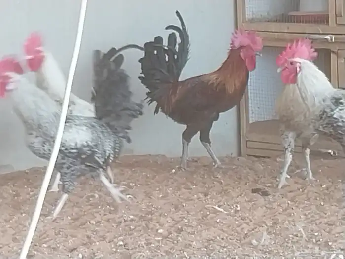 ديكه بلدي جروم وألوان وأعمار صغار 1