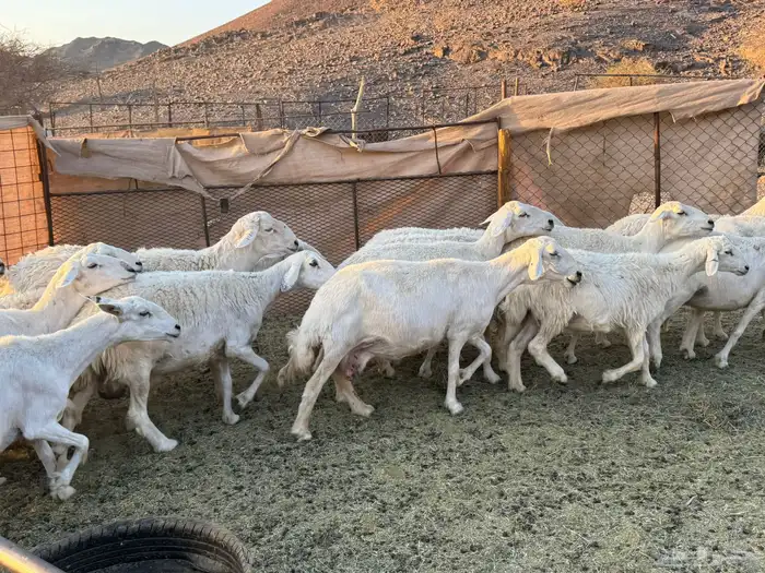 حريات ولد ودفيع وعدد قليل 1