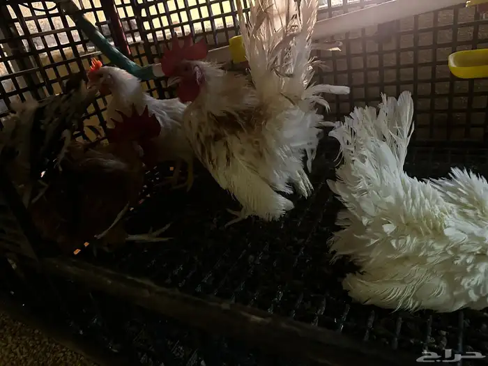 مشروع دجاج صغير للبيع بلدي   زينة 12