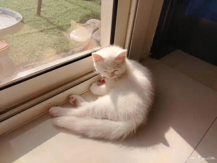 Cat for adoption قط للتبني 0